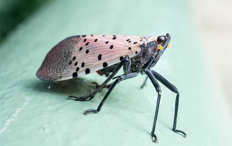 Pest Library Spotted Lanternfly